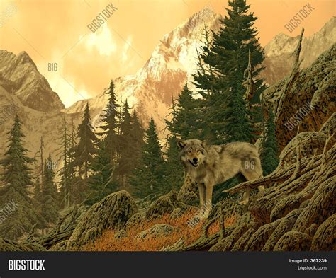 Wolf Rocky Mountains Image And Photo Free Trial Bigstock