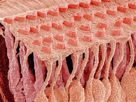 Sensory Hair Cells In Ear Sem Stock Image C0097874 Science