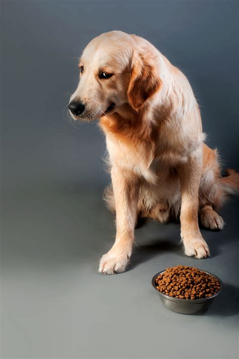 In addition, dry foods will contain carbohydrates that give your dog energy. How Long Can a Dog Go Without Food? When to Worry