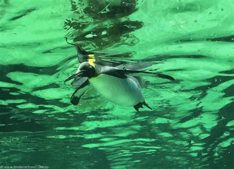 Meeting The Penguins At Sea Life Sydney Aquarium Food Wine Travel