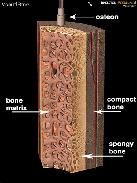 Spongy bone, also known as cancellous bone or trabecular bone, is a very porous type of bone found in animals. The Visible Body Blog | Body blog, Cancellous bone, Study fun
