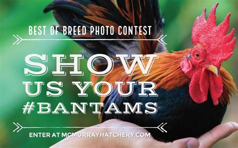 2017 Best Of Breeds Photo Contest Bantams Murray McMurray Hatchery Blog