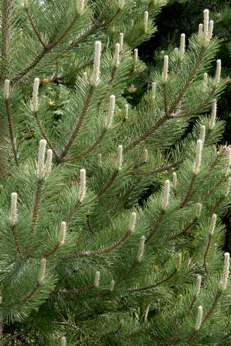 Pinus Radiata Monterey Pine Pinaceae Evergreen Conifer Plant