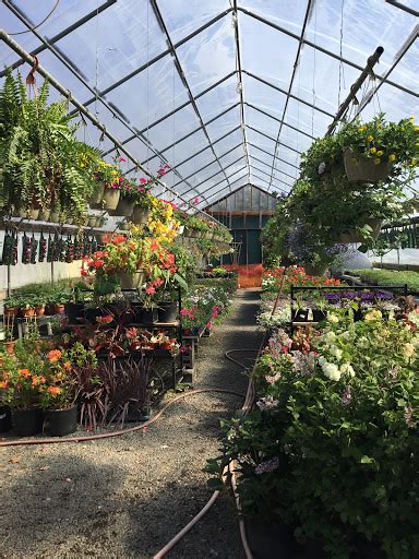 Nesters Greenhouse Best Plant Nursery For Flowers Shrubs And Trees