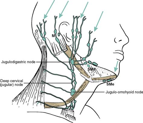 Back Of Neck Anatomy Glands Anatomy Head And Neck Organs Parotid Gland