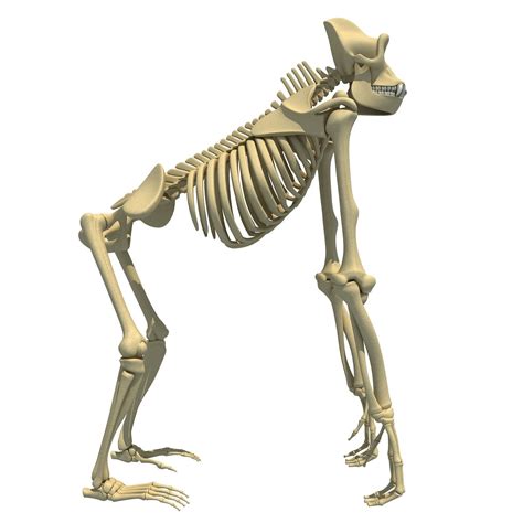 Gorilla Skeleton 3d Model Cgtrader