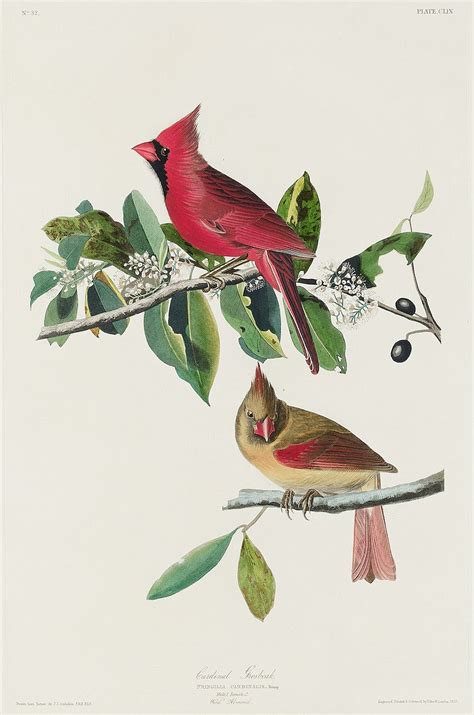 Cardinal Grosbeak From Birds Of America Free Photo Rawpixel