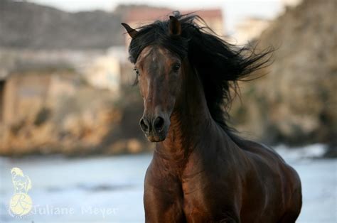 Immer mehr spanische pferde finden den weg in unsere heimatställe. Pferde - Residencia Fundador