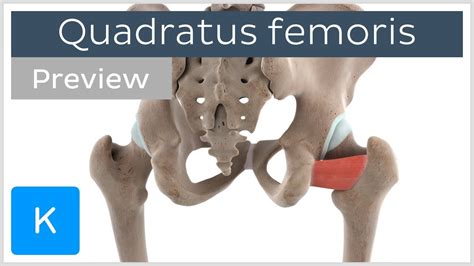 Functions Of The Quadratus Femoris Muscle Preview 3D Human Anatomy