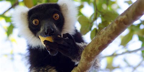 Sorridono I Lemuri Istituite 7 Nuove Riserve In Madagascar Lifegate