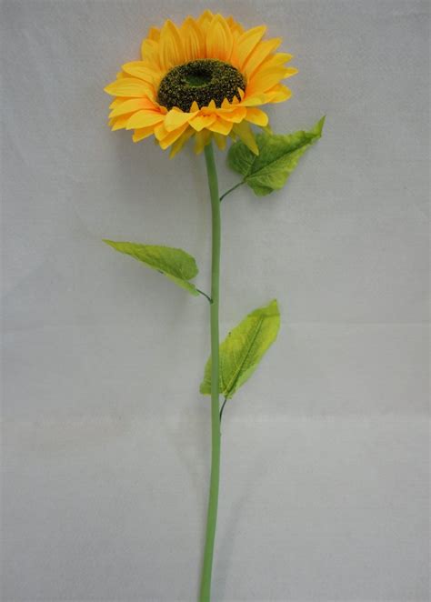 Sunflower 1 Head 41 Stem10 Head
