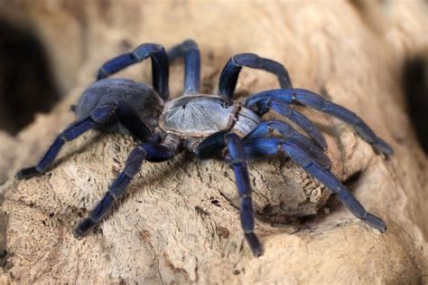 Spider Mystery Researchers Find Why Some Tarantulas Have Bright Colors