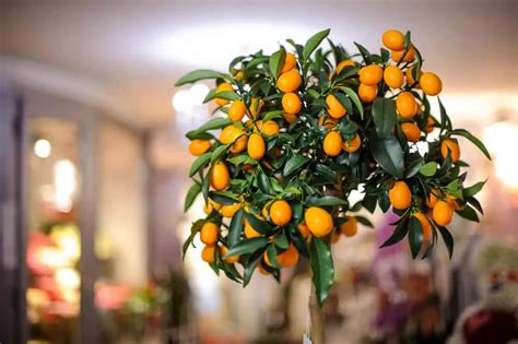 12 Fruit Trees You Can Grow Indoors For An Edible Yield In 2021