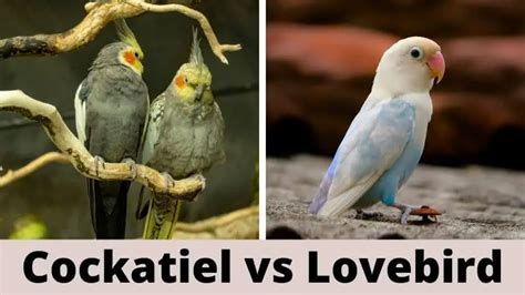 Cockatiel Vs Lovebird 8 Differences That Will Amaze You