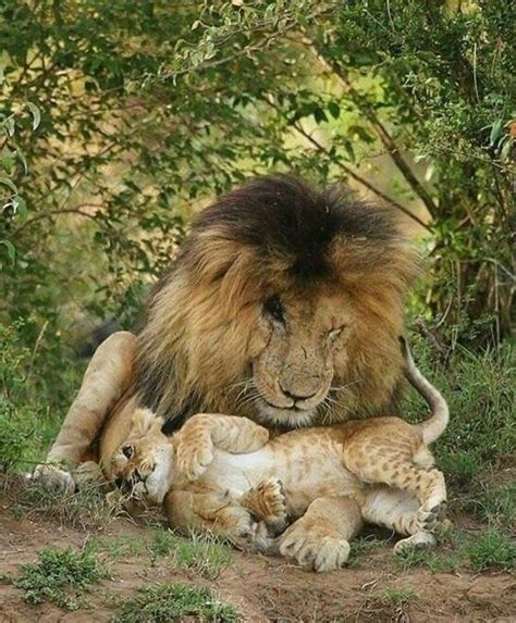 Seeing This Old Scared Warrior Lion Playing With One Of His Cubs Is