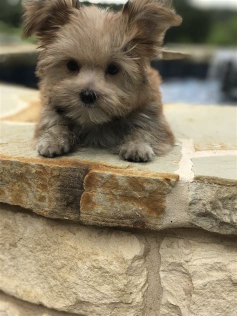 Morkie Puppies For Sale | Lipan, TX #222194 | Petzlover