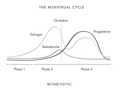 the three phases of women s menstrual cycle and how it affects their life — withsara