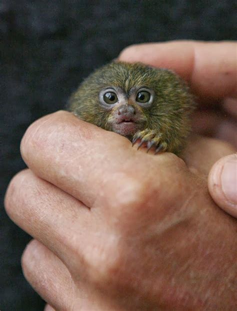 Pygmy Marmoset The Smallest Monkey Amusing Planet