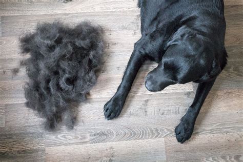Top 48 Image Dog Losing Hair In Patches Vn