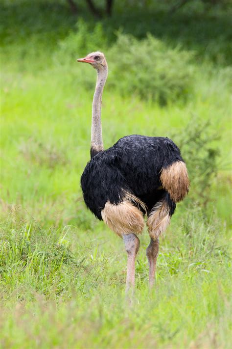Ostriches Media Encyclopedia Of Life