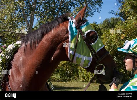 Femme baiser par un cheval Banque de photographies et d’images à haute