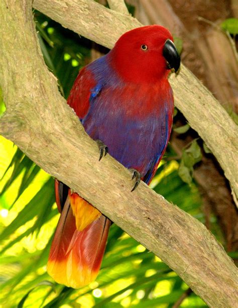 Eclectus Parrot In 2021 Beautiful Birds Nature Birds Pretty Birds