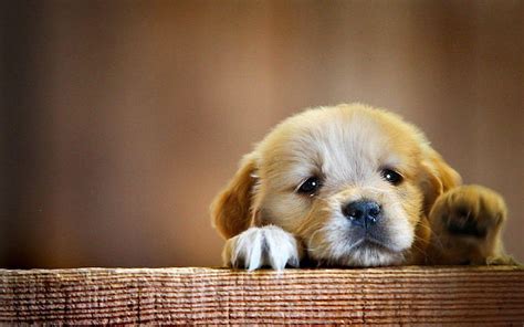 Sad Dogs Sad Puppy Hd Wallpaper Pxfuel