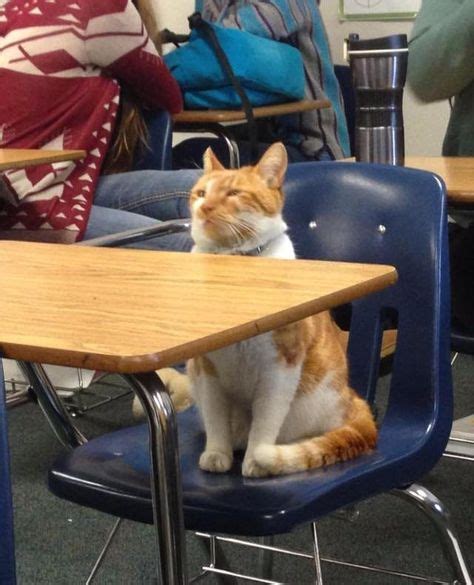 Cat Sitting At A Desk In School Cat Memes Cute Animals Cats