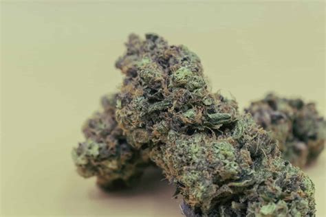 Animal Cookies Weed Strain Review And Information Ctu