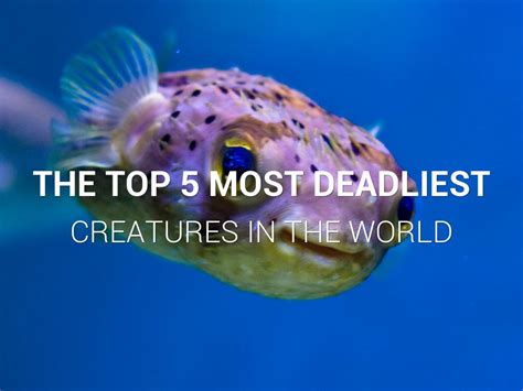 The Top 5 Most Deadliest Creatures In The World By