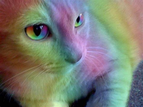 Rainbow Cat Completely Rainbow Cat By ~bluemoongem On Deviantart