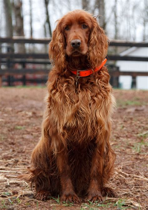 Irish Setter Requirements In Care All About Dogs