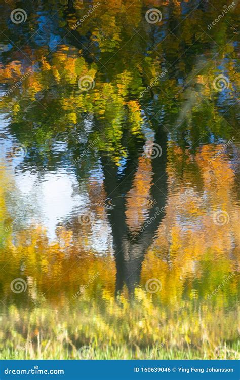 Maple Tree In Autumn Colors Reflected In Water Stock Photo Image Of
