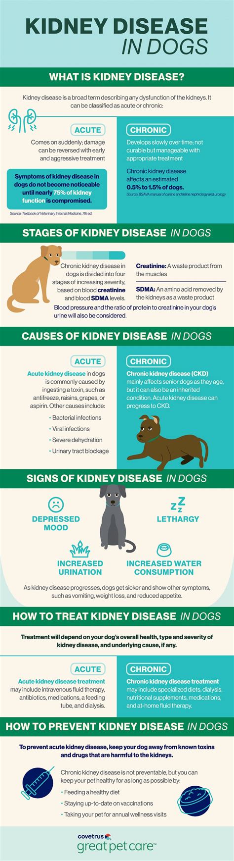 Kidney Disease In Dogs Great Pet Care