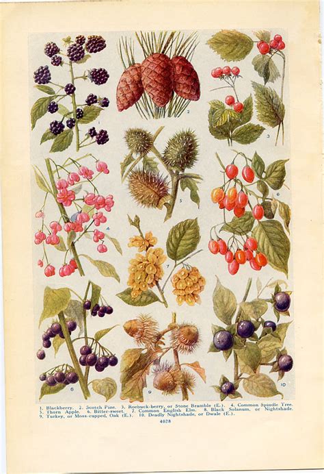 Vintage Botanical Prints Wild Fruits Of The Countryside