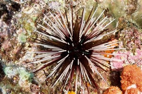 Sea Urchin Showing The Sharp Spines That Can Wound Very Photos Framed