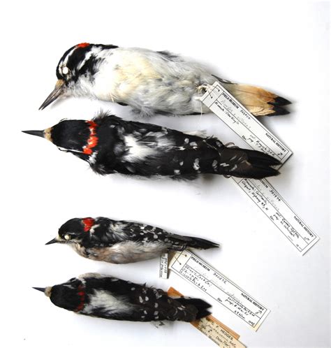 Downy And Hairy Woodpeckers Zoology Division Of Birds