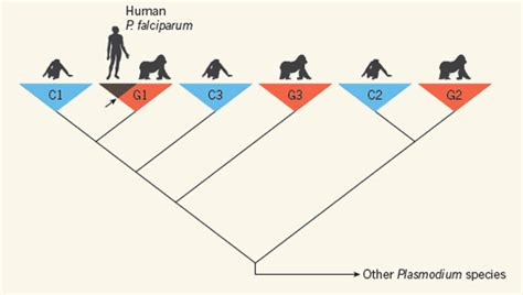One Jump From Gorillas To Humans The Origin Of Malaria Discover