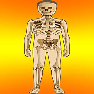 Women with these body shapes tend to gain weight in their stomach before anywhere else. Body Parts - Internal and External