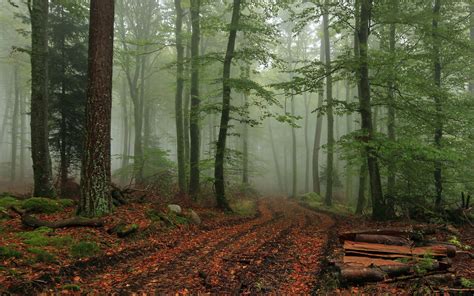 Forest Tree Landscape Nature Autumn Path Fog Wallpapers Hd