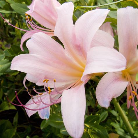 Pink Lycoris Squamigera Pink Magic Lily Pink Spider Lily Fragrant Resurrection Lily Cold