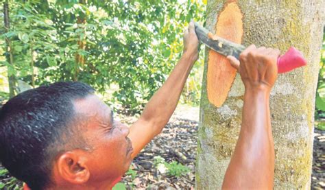 5 hal utama yang harus dilakukan dalam budidaya durian montong. Durian ekspres | Harian Metro