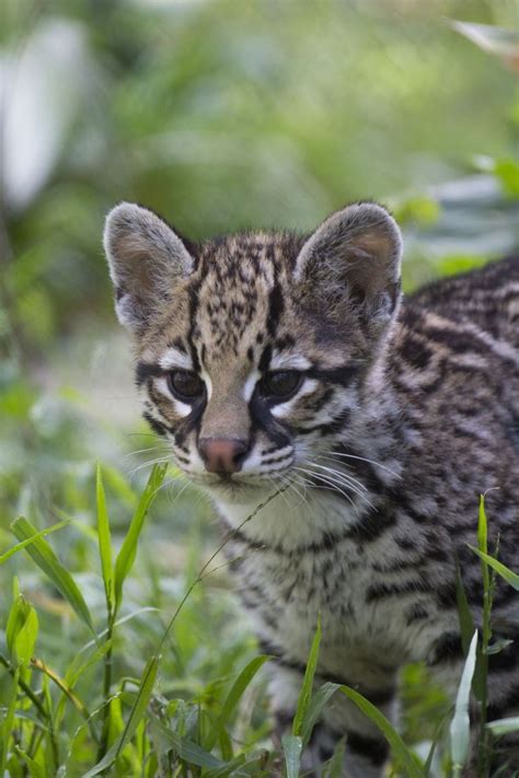 137 Best Images About Ocelot Margay On Pinterest Terry O