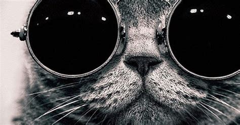 Cool Cat Facebook Cover Photo Best Photos Store