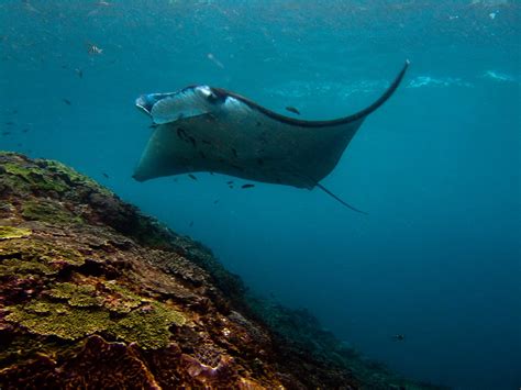 Scuba Diving Bali Nusa Lembongan Manta Ray Guarantee Aroun Flickr