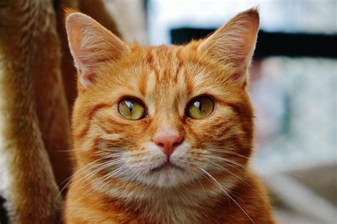 Gambar Gratis Kucing Lucu Potret Hewan Hewan Peliharaan Kepala