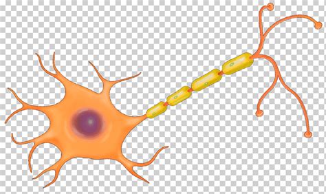 Descarga Gratis La Neurona Neurona Del Sistema Nervioso Cerebro