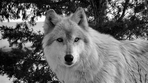 The white wolf of icicle creek mobile wallpaper: Wolfs Wallpapers 192 Pixel - Wallpaper Cave
