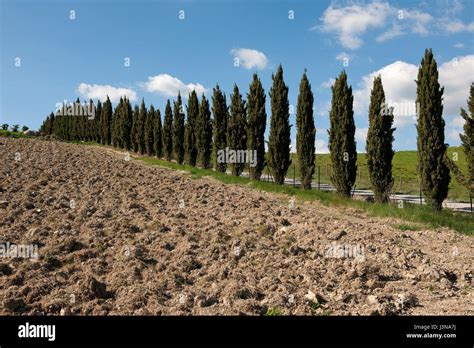 Mediterranean Cypress Tuscany Italy Europe Cupressus Sempervirens