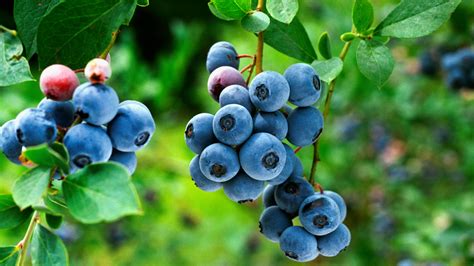 Scottish Blueberries To Help In Fight Against Diabetes Scotland The